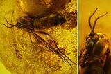 Detailed Fossil Fungus Gnat (Sciaridae) In Baltic Amber #145469-1